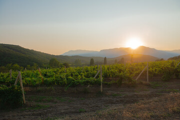 Wall Mural - Rows of green grape bushes on the hillside in the evening