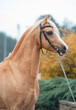  portrait of beautiful  palomino welsh pony stallion posing at nice stable garden