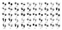 Collection Of Vector Footprints Of Birds And Animals.