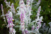 Small Lilac Flowers Stachys Byzantina, Lamb's Ear On Inflorescences Among Greenery, Close-up, Natural Background