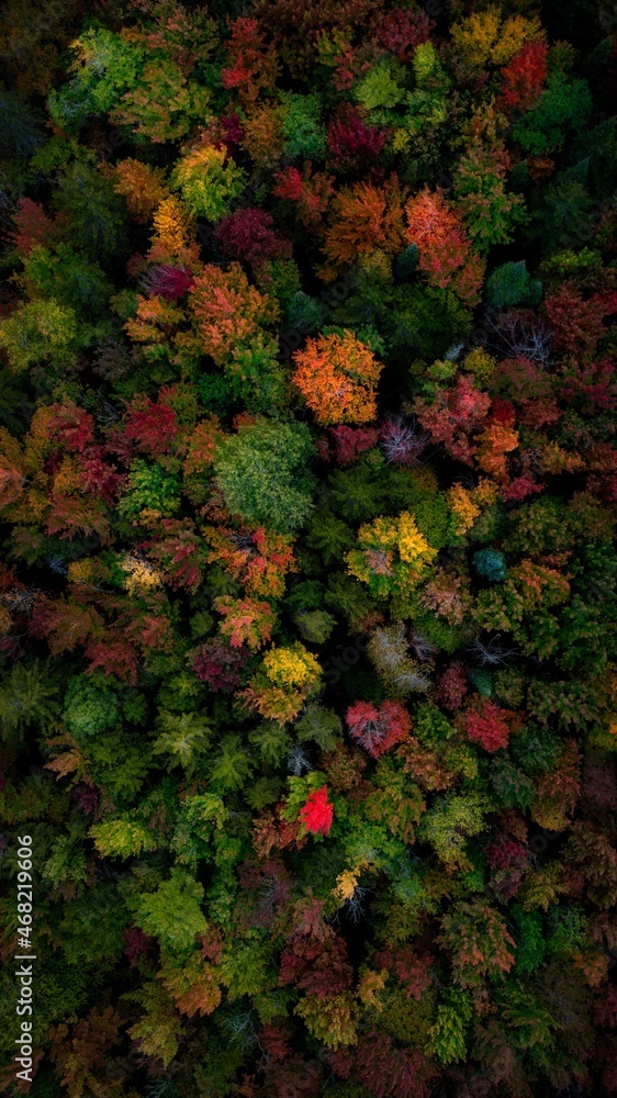 Foto Treetop Color (Portrait Orientation) - While flying the drone near ...