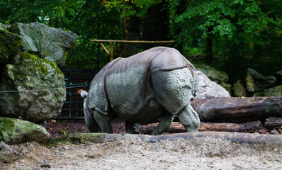 Sticker - Large black rhinoceros in the zoo park