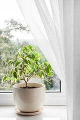 Wall Mural - Potted Ficus benjamina plant on the windowsill in the room