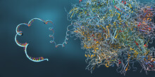 Ribosome As Part Of An Biological Cell Constructing Messenger Rna Molecules - 3d Illustration