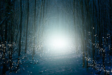 Enchanted Winter Forest With Snow, Shimmering Star Lights And Mysterious Fog.