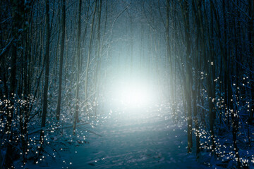 Enchanted winter forest with snow, shimmering star lights and mysterious fog.