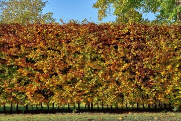 Hornbeam hedge in autumn (Carpinus betulus)
