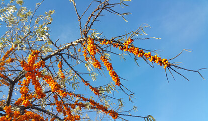 Wall Mural - sea buckthorn branch with ripe berries against the blue sky