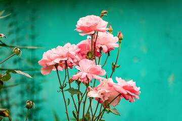 Pale pink rose bush on a background of green wall