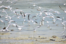 Flock Of Silver Gulls Wading By And Flying Over The Shore