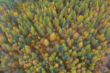 Wall Mural - Aerial high angle view of colorful yellow and green autumn forest