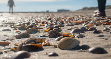 Poster - seashell macro photography on the beach