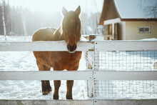 The Horse Is Standing Behind A Fence In The Winter In The Village, There Is Snow Around And The Sun Is Shining Brightly, It's A Frosty Day