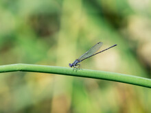Purple Damselfly Resting On Green Reed At The Water Edge.