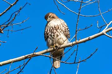 hawk on a branch
