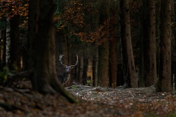 Sticker - Fallow deer in the forest. Deer during rutting time. European wildlife. 