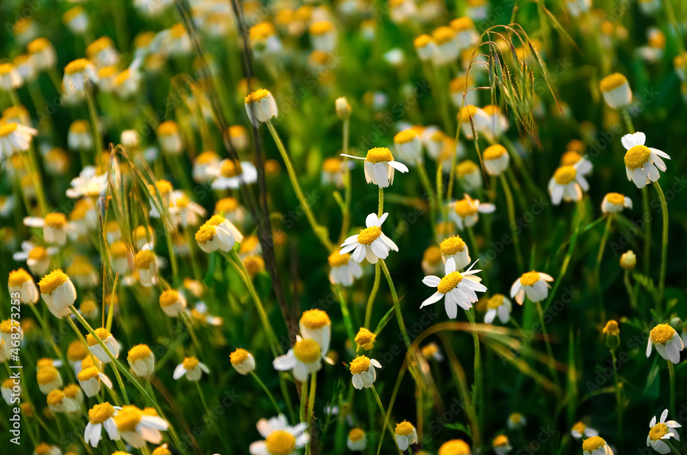 Beautiful chamomile flowers on green field, closeup