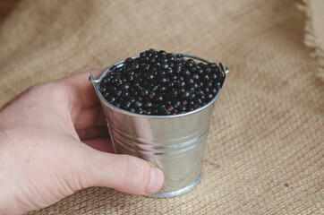 Hands hold a full bucket of ripe black elderberries. Sambucus ni