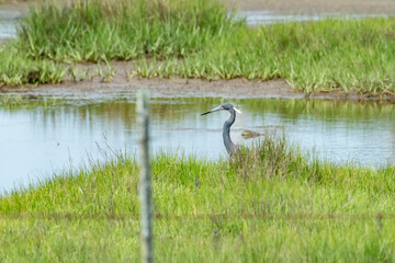 Wall Mural - A blue heron marsh wading in the brackish river water through the tall swamp grass with its neck bent ready to strike with long pointed sharp bill beak on aquatic prey such as fish and mollusks