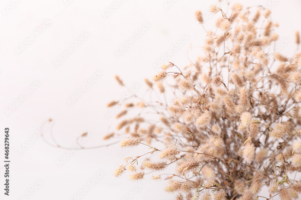 Beautiful dried spikelets on light background, closeup