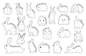  Rabbit Set Various Kind Identify Cartoon Vector Black and White