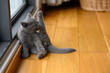 Kitten sitting with legs elevated and licking herself clean, cute little blue British Shorthair cat sitting on a wooden floor by the window in the house.