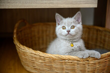 Kitten Sits In A Woven Basket, Clings To The Edge And Looks Back, Lilac British Shorthair Cat. On The Neck There Is A Golden Bell. Playing Naughty Fun With Baskets Placed In The Room.