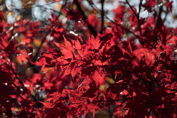 Wall Mural - Red maples on Halloween  in Fairhaven District