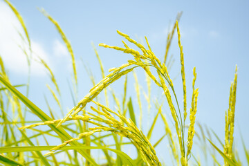 yellow green rice field on blue sky background