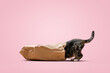 Curious cat crawling into a bag