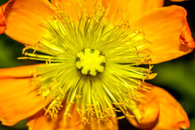 Macro View Of A Yellow Iceland Poppy Bloom