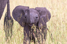 Closeup Of A Playful Elephant Calf