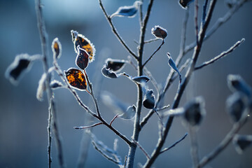 Canvas Print - Frost