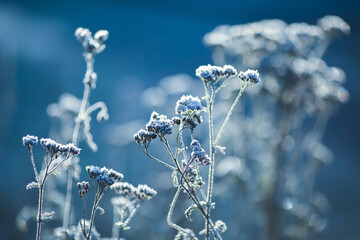 Canvas Print - Frost