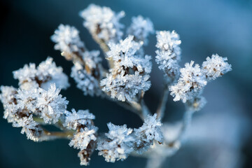 Canvas Print - Frost