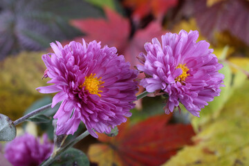 Wall Mural - Chrysanthemums and autumn leaves