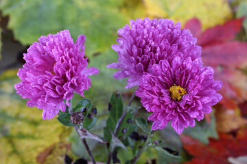 Poster - Chrysanthemums and autumn leaves