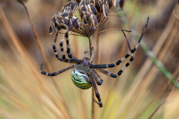 Wall Mural - argiope bruennichi (wasp spider) is a species of orb-web spider distributed throughout central europ