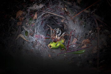Wall Mural - the spider killed the grasshopper.the agelenidae are a large family of spiders in the suborder arane
