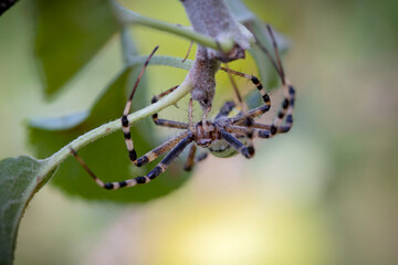 Wall Mural - argiope bruennichi (wasp spider) is a species of orb-web spider distributed throughout central europ