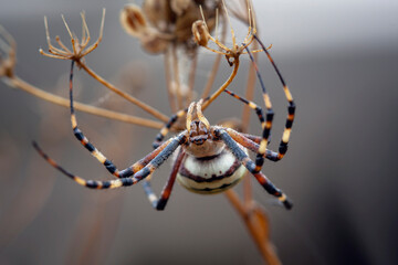 Wall Mural - argiope bruennichi (wasp spider) is a species of orb-web spider distributed throughout central europ