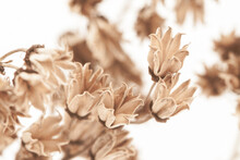 Brown Beige Dried Star Shape Elegant Fragile Flowers Bunch  With Light Background Macro