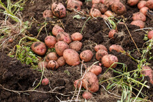 Red Potatoes Dug Out Of The Ground In A Vegetable Garden. Harvesting Potatoes.