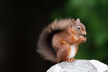 Wall Mural - Red squirrel (Sciurus vulgaris) on a stone wall in a forest at Aigas, Scotland