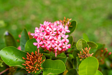 Wall Mural - The Soka flower plant or red Ixora chinensis, commonly known as Chinese ixora flowers petal. Ixora coccinea in the garden. Selective focus. blurred background.