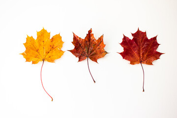 3 red and golden autumn oak tree leaves on white background. top view close up studio shot