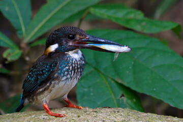 Poster - Kingfisher of Thailand collection