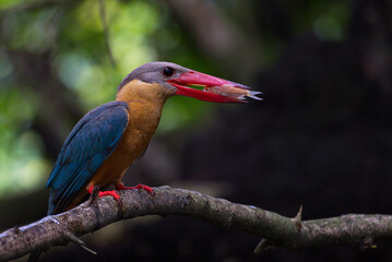 Sticker - Kingfisher of Thailand collection