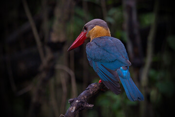 Poster - Kingfisher of Thailand collection