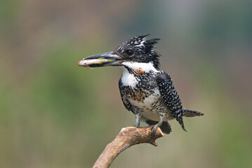 Sticker - Kingfisher of Thailand collection